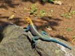 Agama