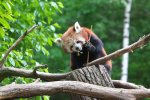 Panda červená