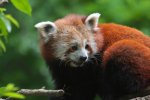Panda červená