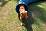 Arny &quot;tunel&quot;