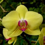 Orchidej