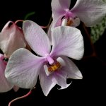 Orchidej