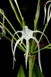 Orchidej