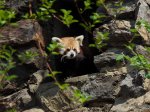 Panda červená