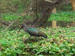 Ibis hagedaš