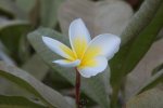 Plumeria