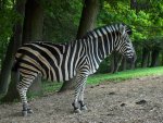 zebra