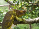 první chameleon