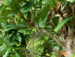 chameleon loví