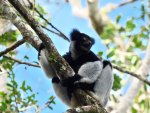 lemur indry indry