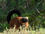 lemur vari