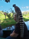 lemur kata