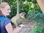 lemur hnědý