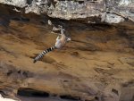lemur kata