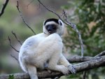 lemur sifaka