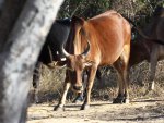 zebu