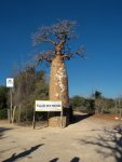 baobab