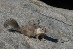 veverka zemní, Moro Rock