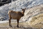 Laň wapiti