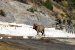 Laň wapiti, Yellowstone