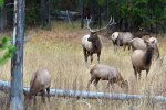 jelen a laně wapiti