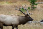 jelen wapiti, Yellowstone