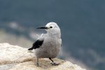 Clarks Nutcracker v Rocky Mountains