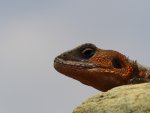Agama