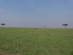 Masai Mara