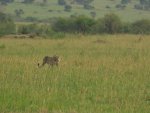 Gepard