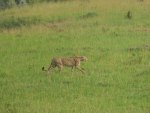 Gepard