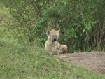 Hyena skvrnitá