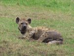 Hyena skvrnitá