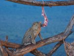 Leopard na újedi