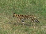 Serval